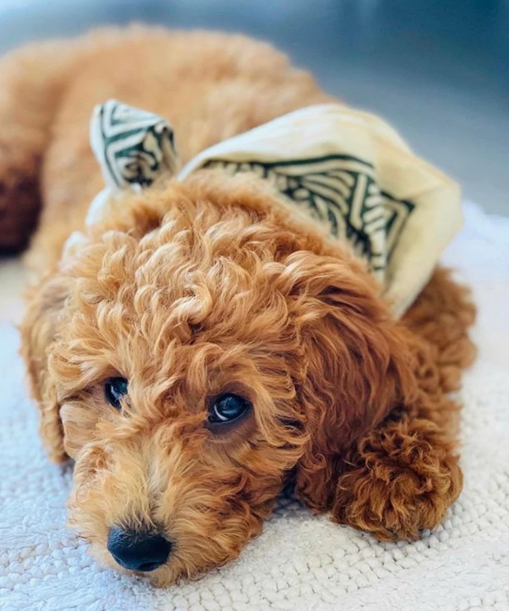 Yucca Bandana